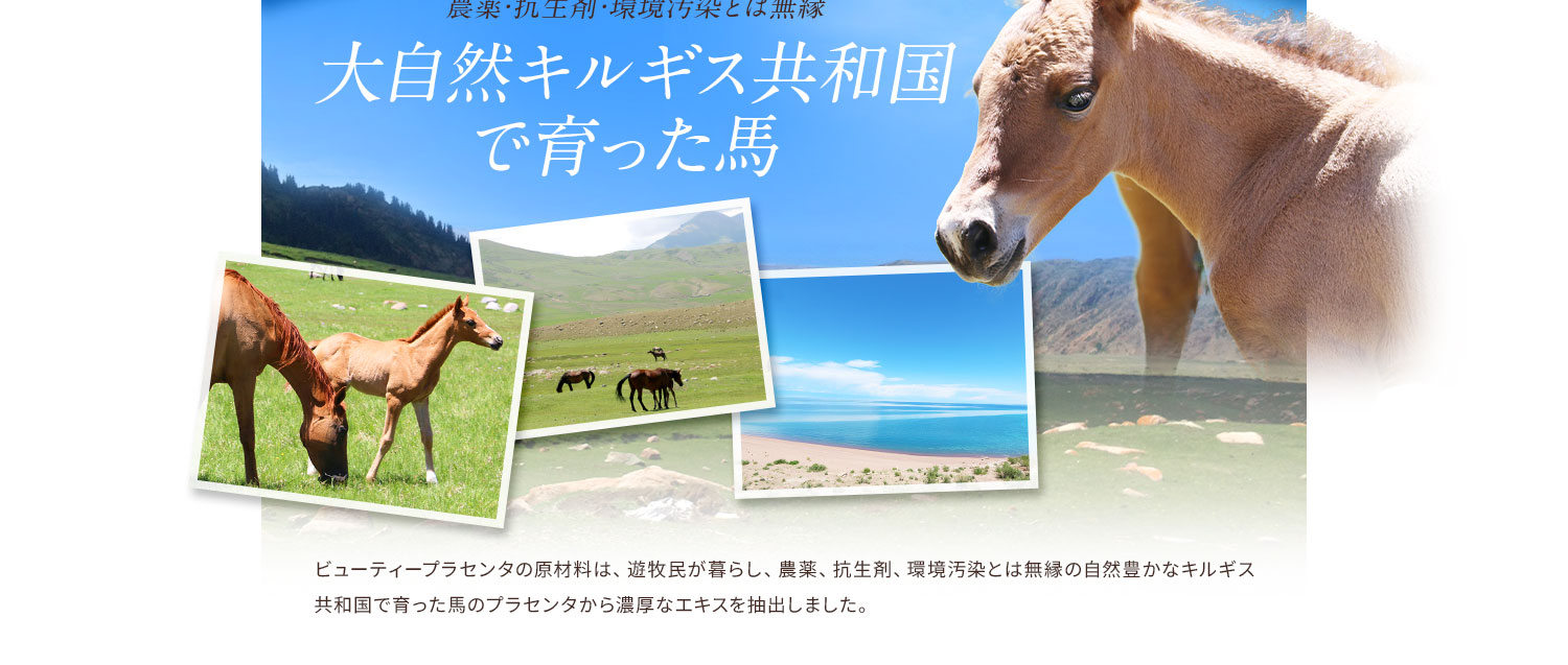 大自然キルギス共和国で育った馬